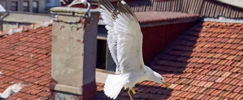Residential Chimney Animal Removal Solution in Fort Thomas, KY